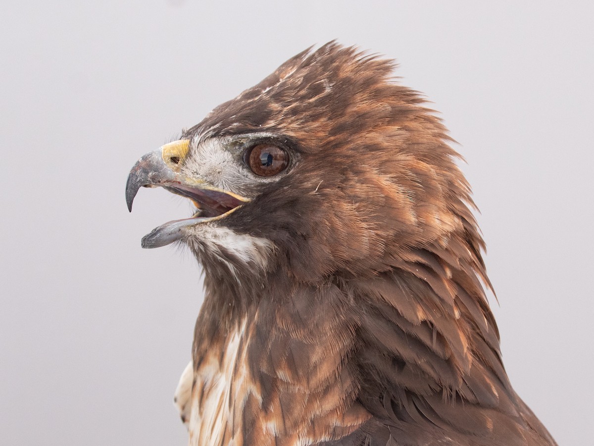 Red-tailed Hawk (abieticola) - ML646946846