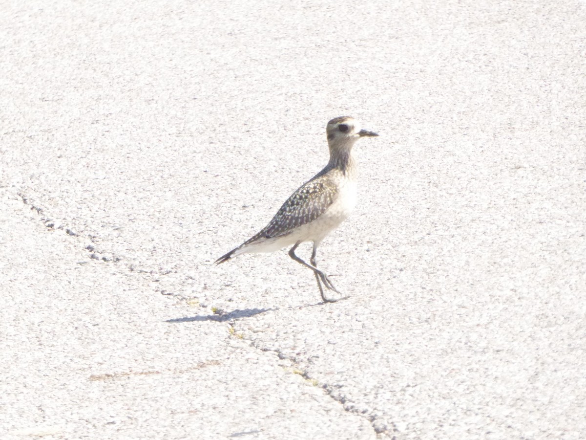 American Golden-Plover - ML646946847