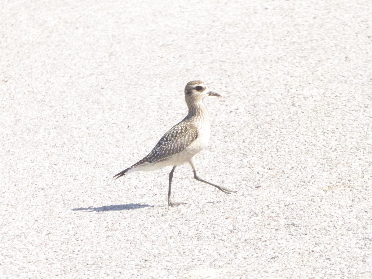 American Golden-Plover - ML646946848