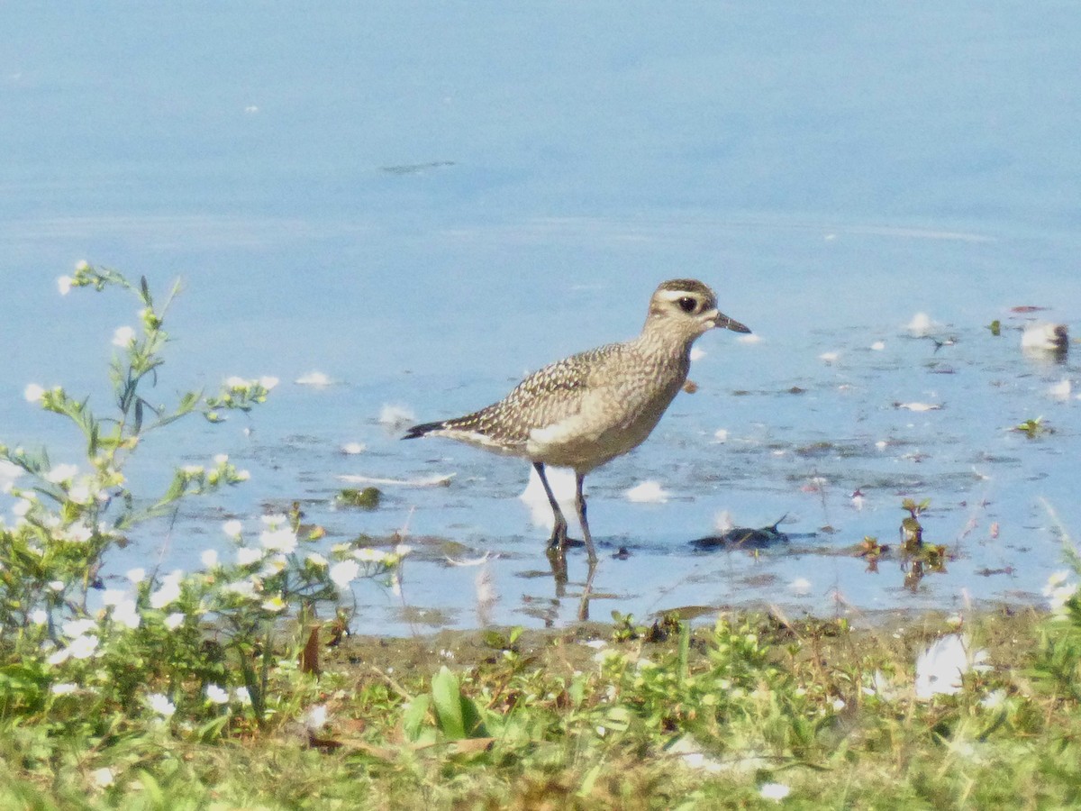 American Golden-Plover - ML646946849