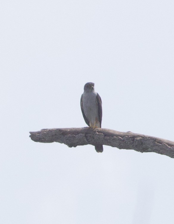 Rufous-thighed Kite - ML646946850