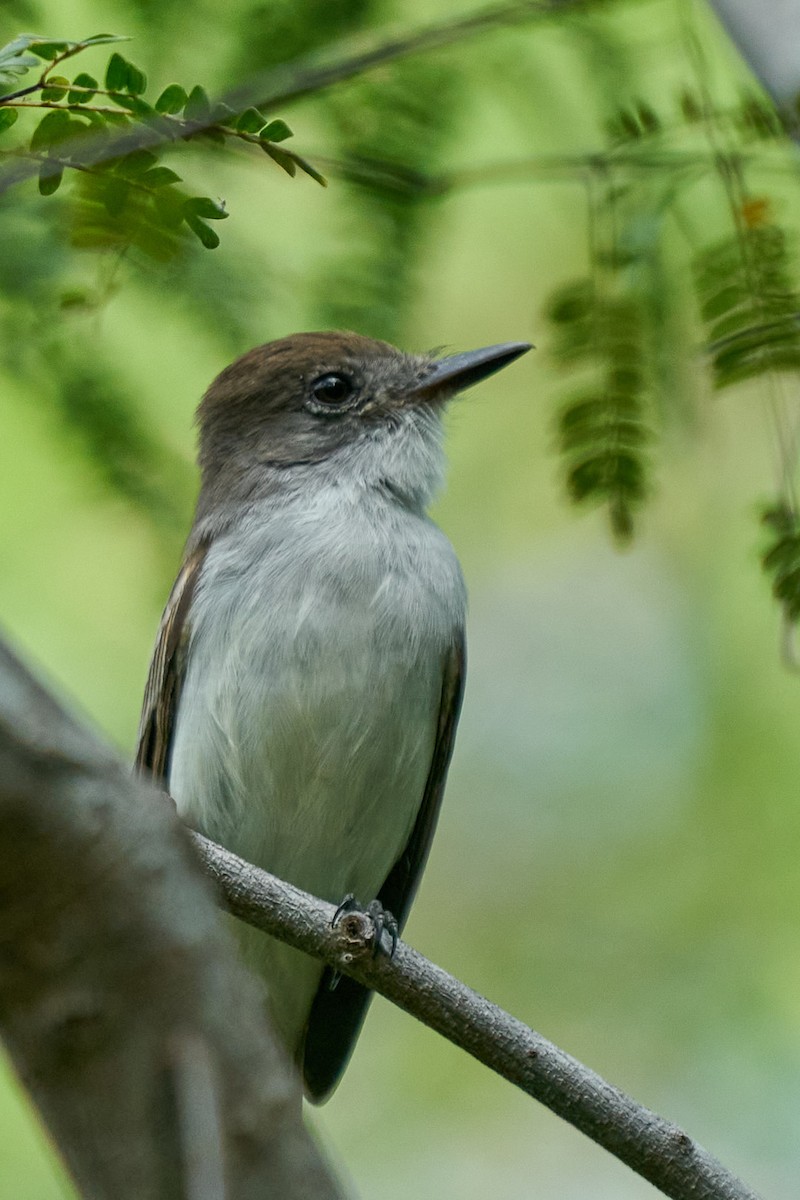 Копетон кубинський - ML646946854