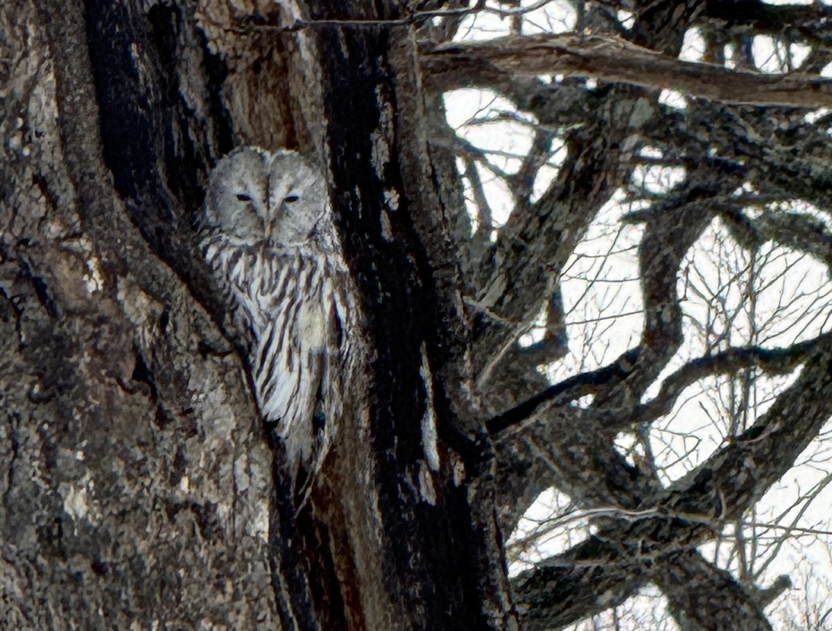 Сова довгохвоста - ML646946855