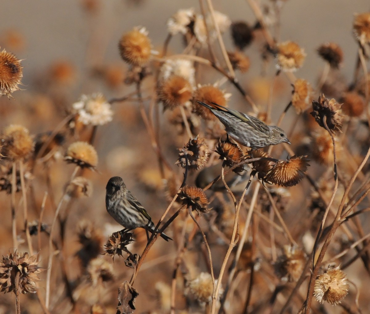 čížek severoamerický - ML646946864