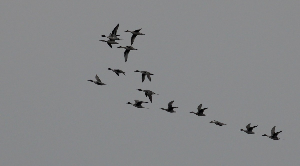 Ahate buztanluzea - ML646946865