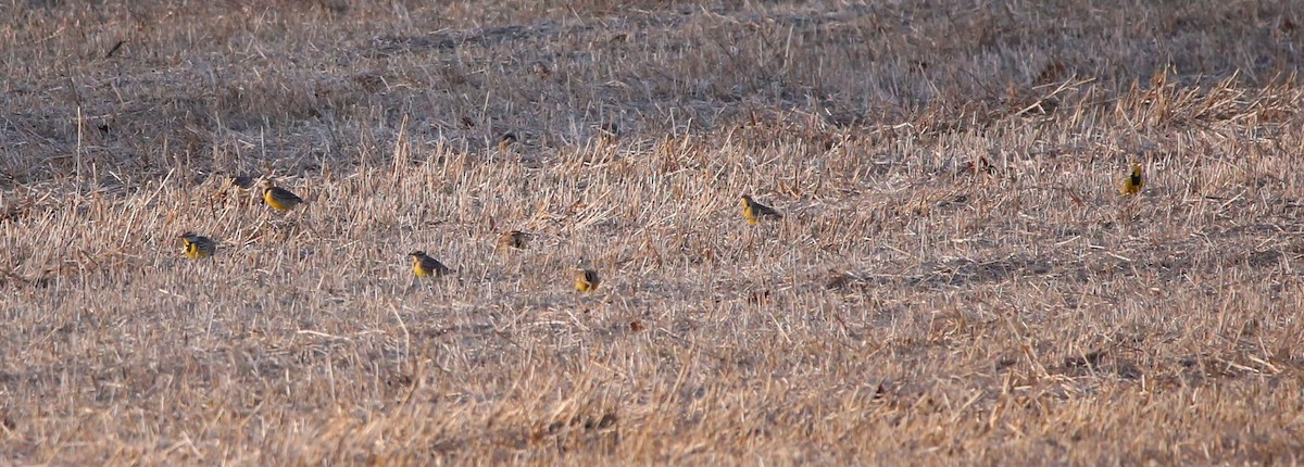 Eastern Meadowlark - ML646946866