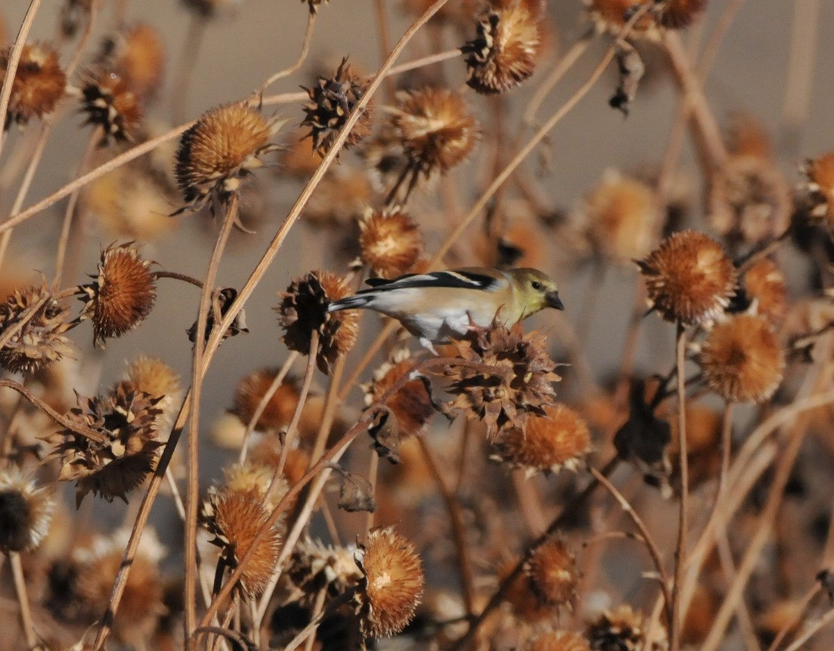 čížek žlutý - ML646946867