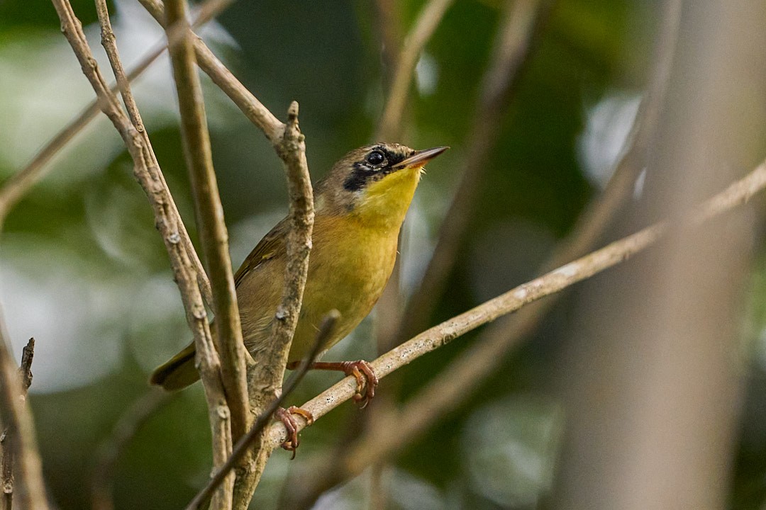 Жовтогорлик північний - ML646946868