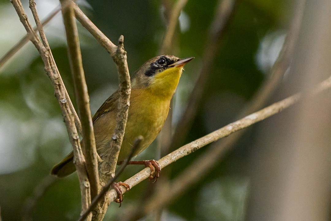 Жовтогорлик північний - ML646946869