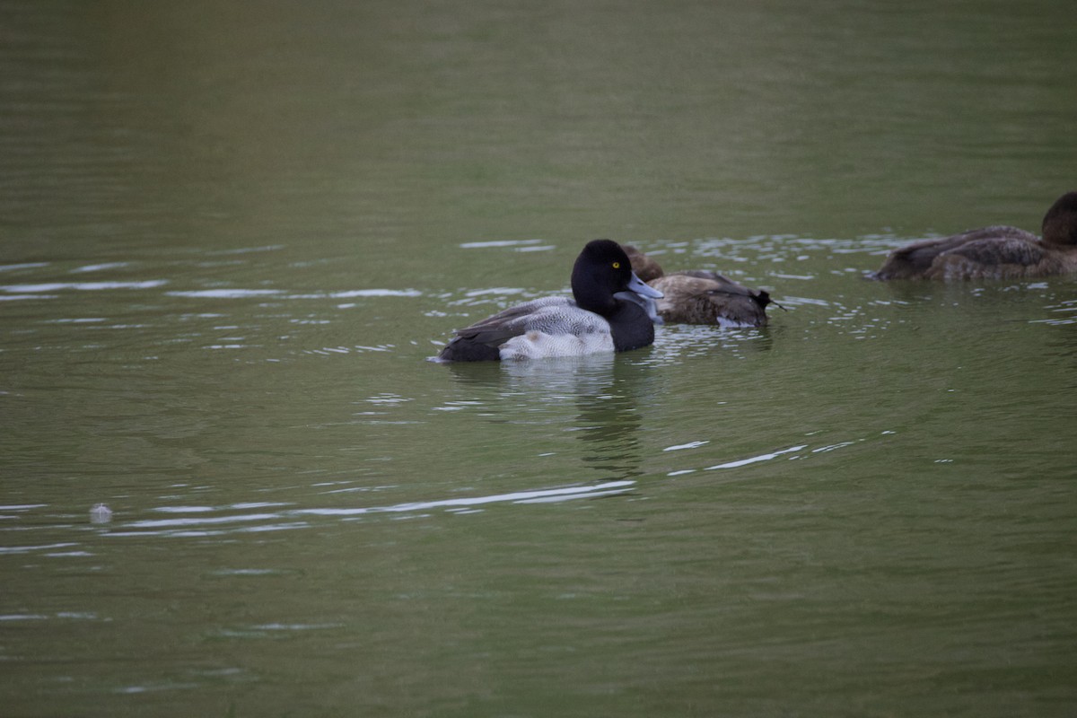 Lesser Scaup - ML646946873