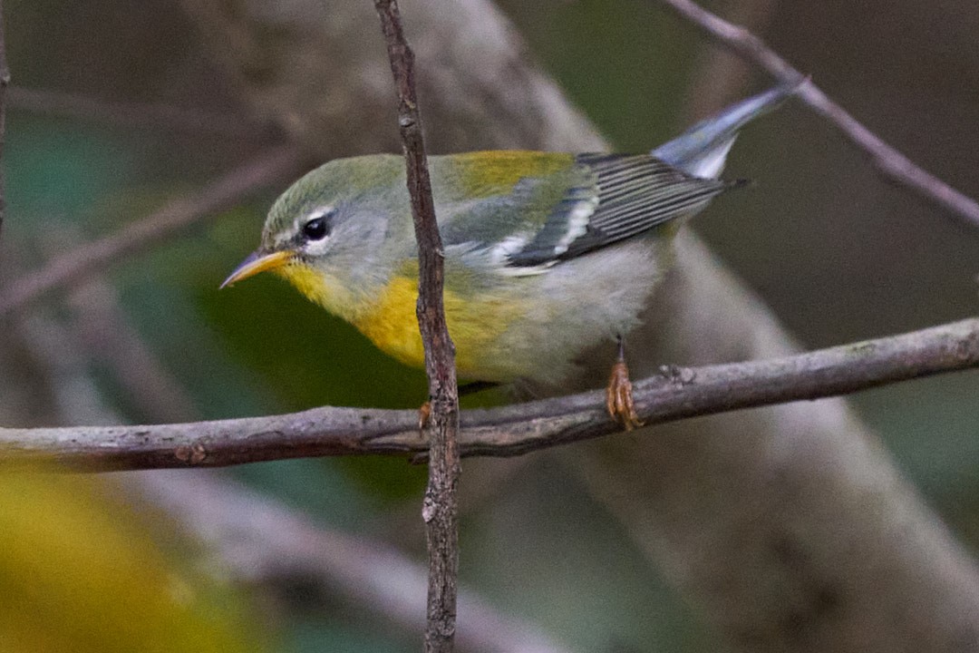 Пісняр північний - ML646946875