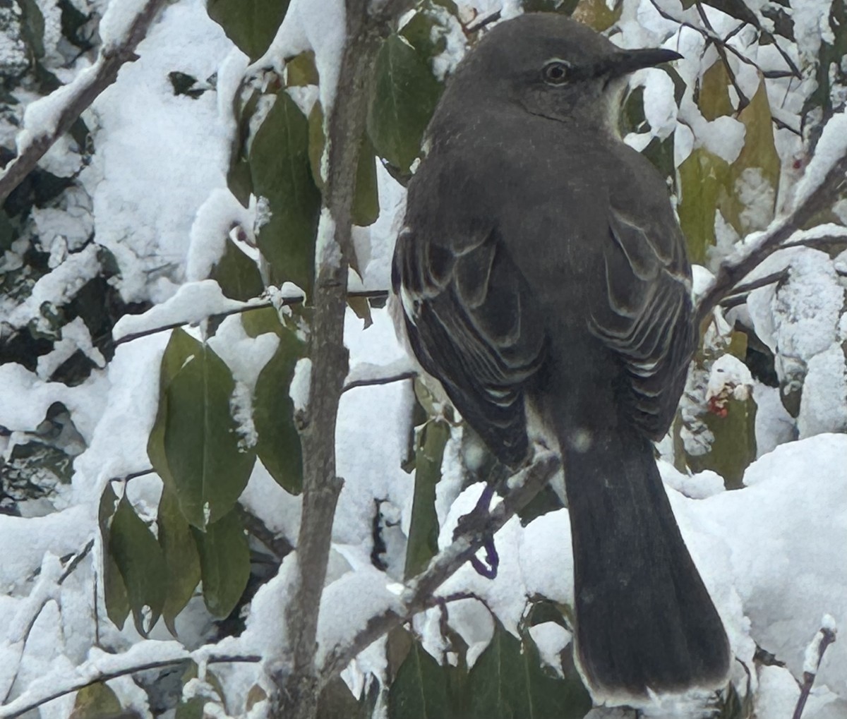 Пересмішник багатоголосий - ML646946876