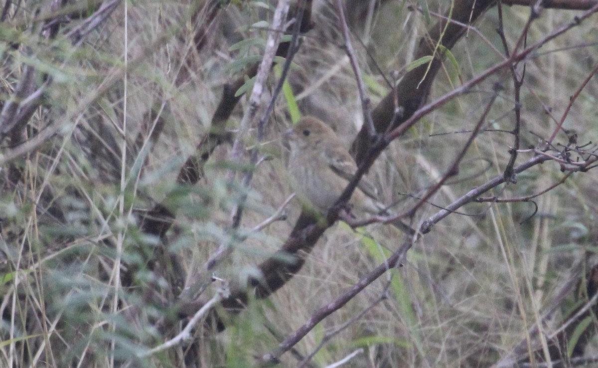 Indigo Bunting - ML646946877