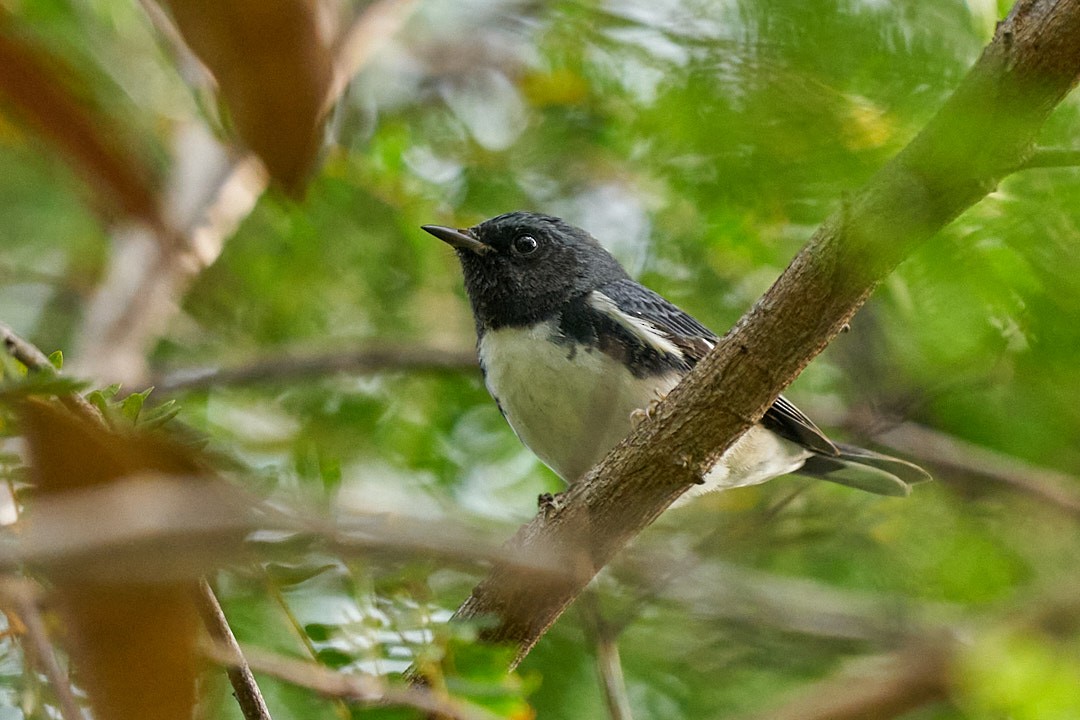 Пісняр-лісовик сизий - ML646946878