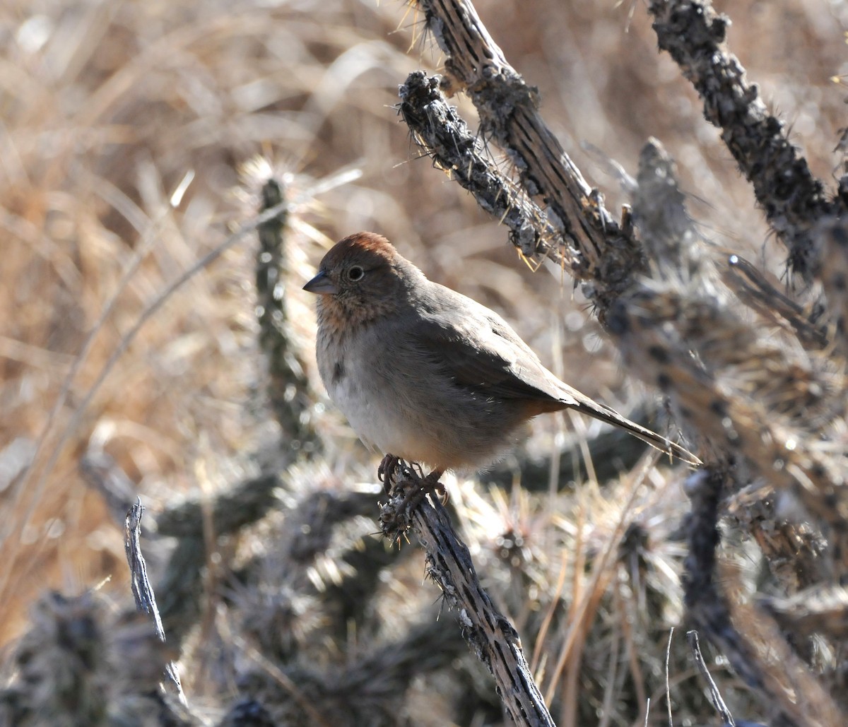 Canyon Towhee - ML646946881