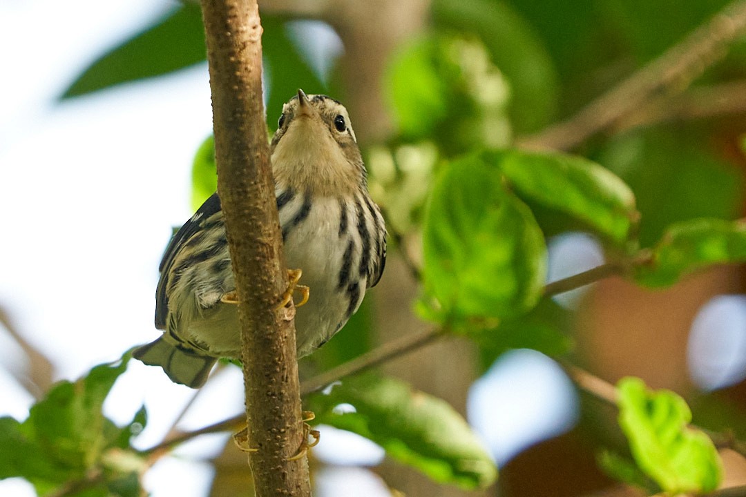 Пісняр строкатий - ML646946882