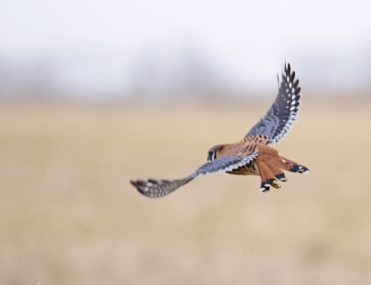 American Kestrel - ML646946887