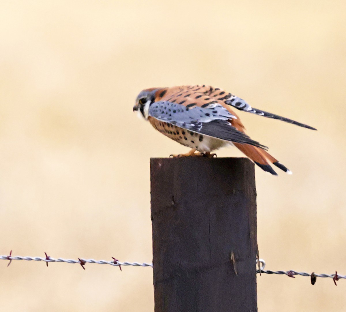 American Kestrel - ML646946888