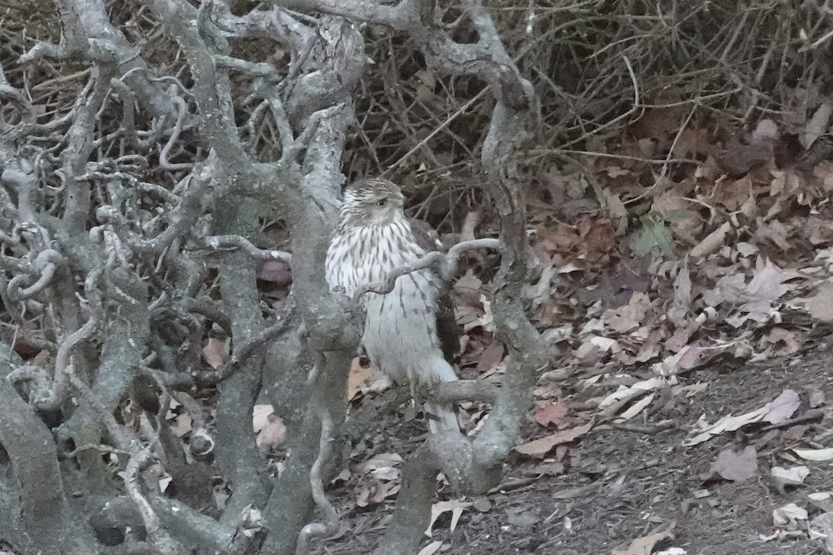 Cooper's Hawk - ML646946889