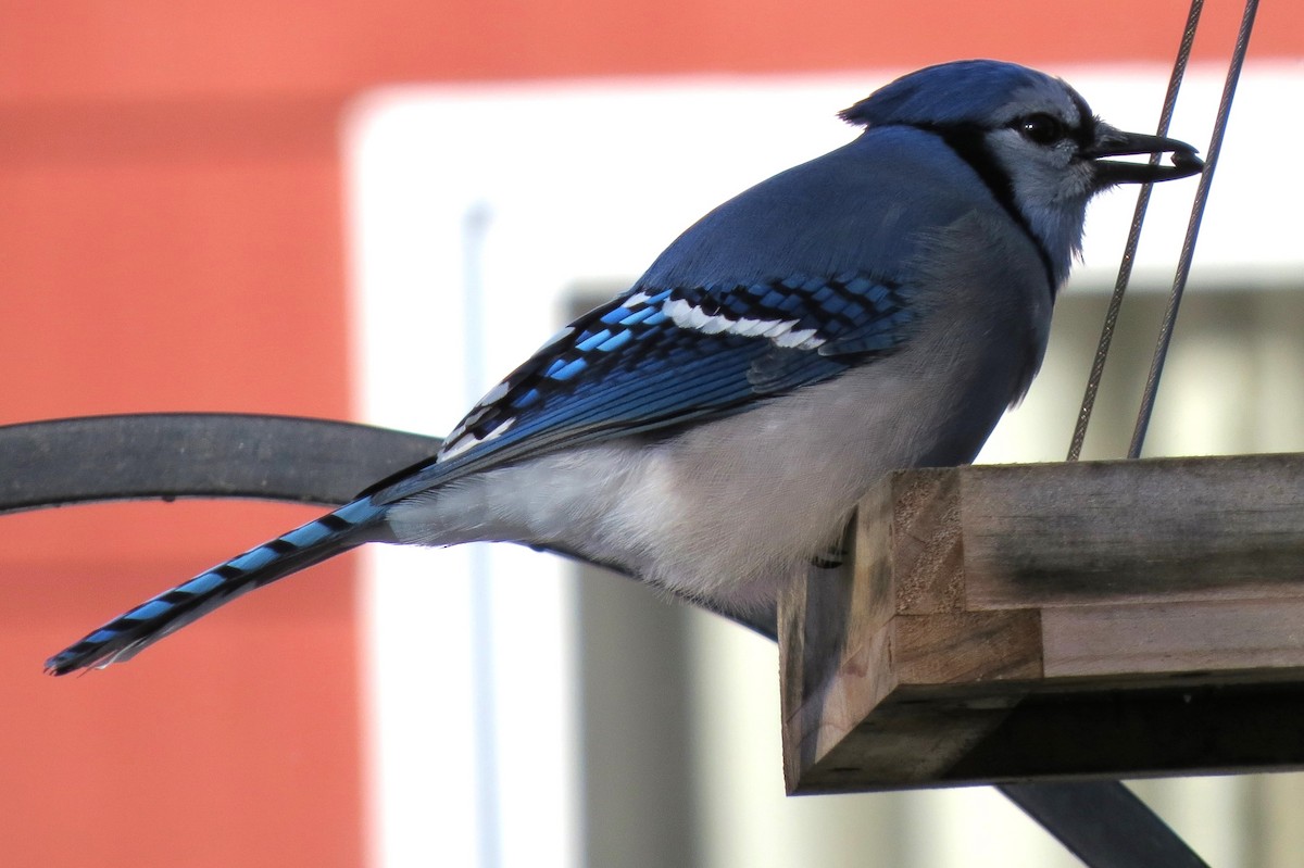 Blue Jay - ML646946890