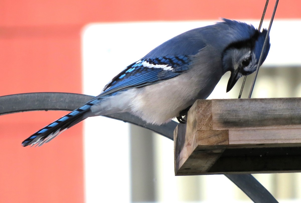 Blue Jay - ML646946891