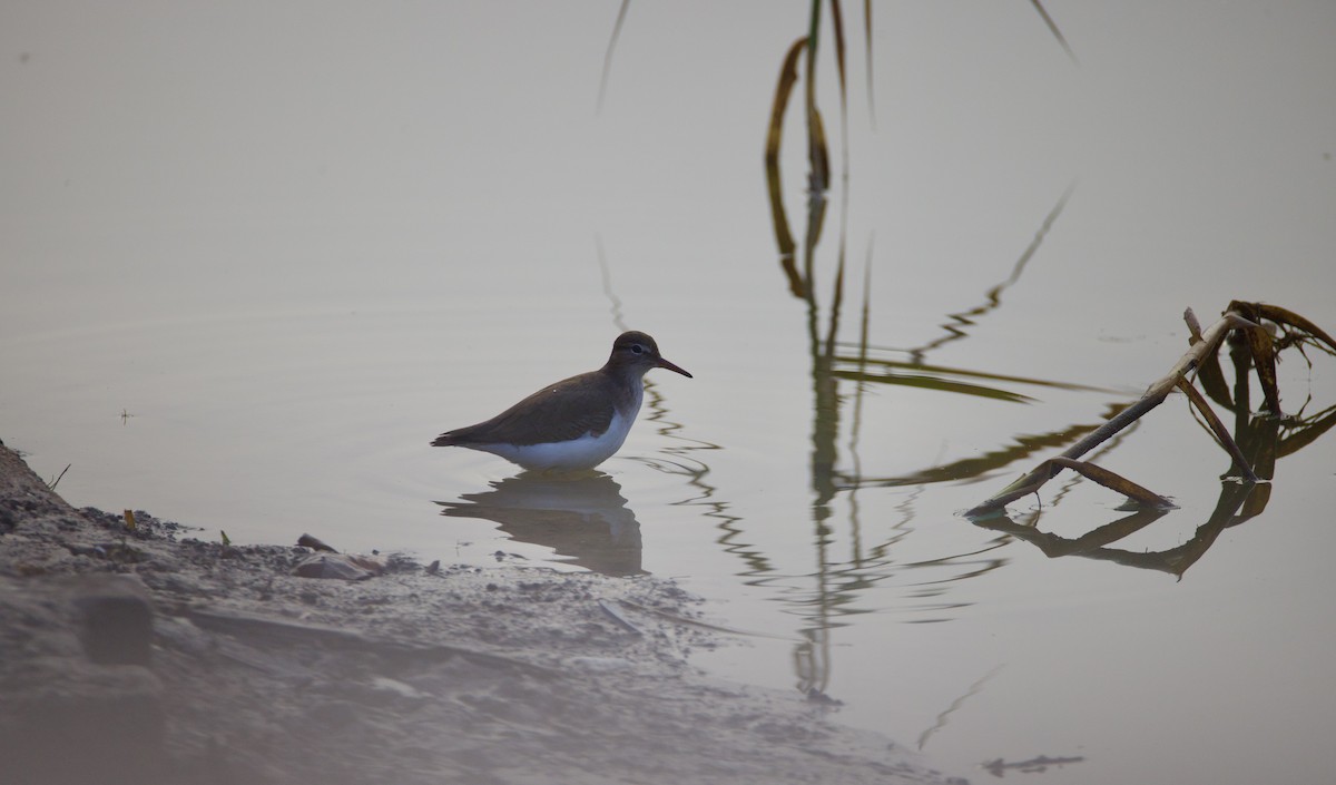 Spotted Sandpiper - ML646946892