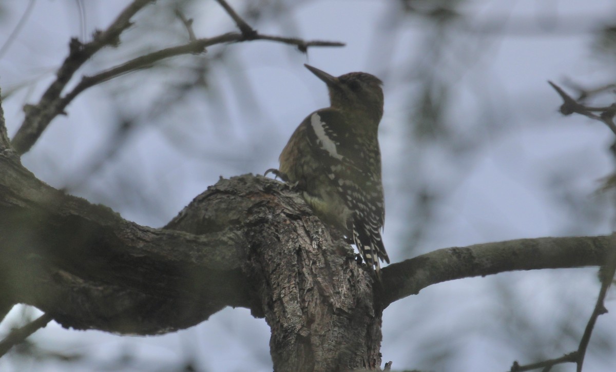 Yellow-bellied Sapsucker - ML646946893