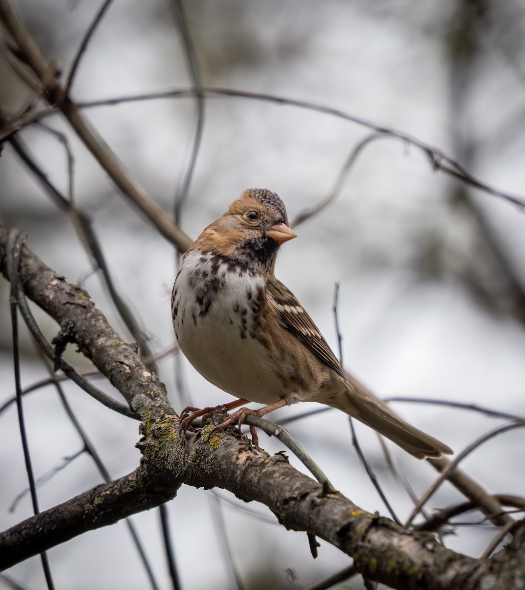Лесная зонотрихия - ML646946895