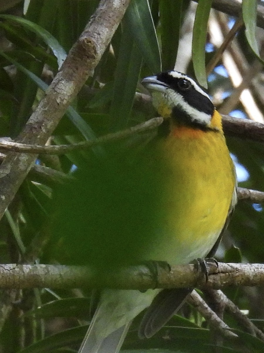 Puerto Rican Spindalis - ML646946898