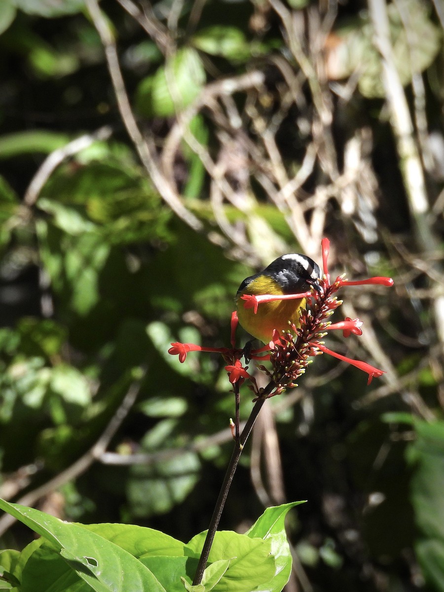 Bananaquit - ML646946899