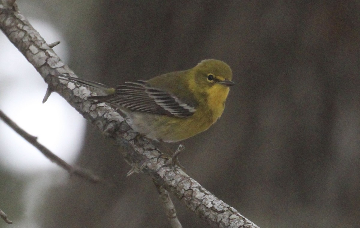 Pine Warbler - ML646946900