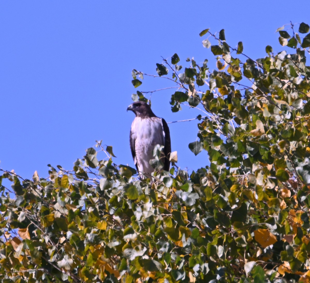 Red-tailed Hawk - ML646946901