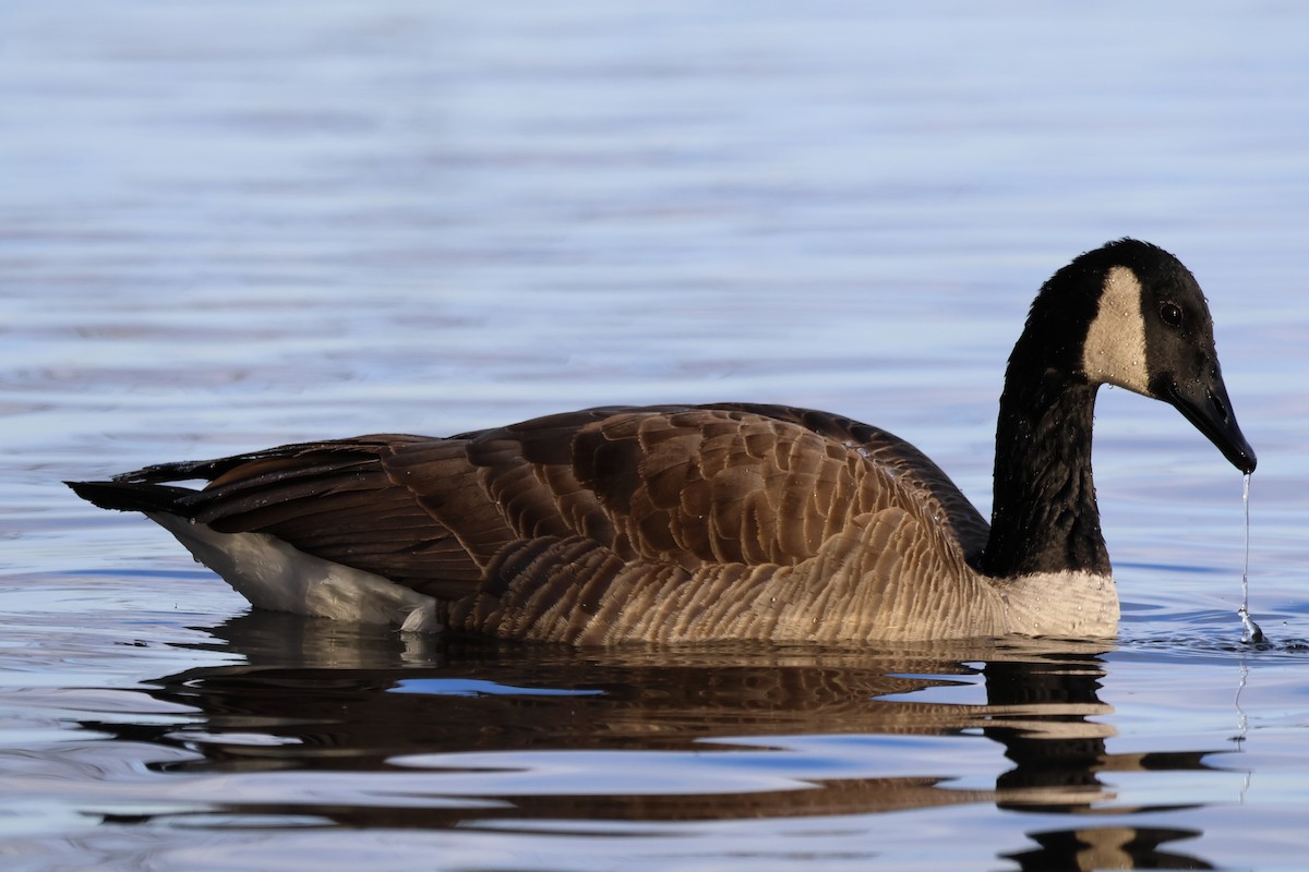 Kanadagans - ML646946902