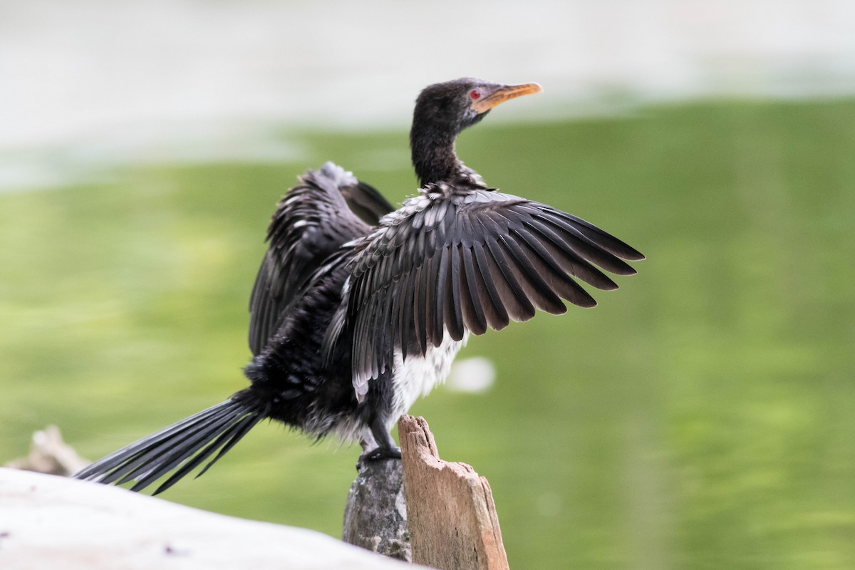 Reed Cormorant - ML646946903