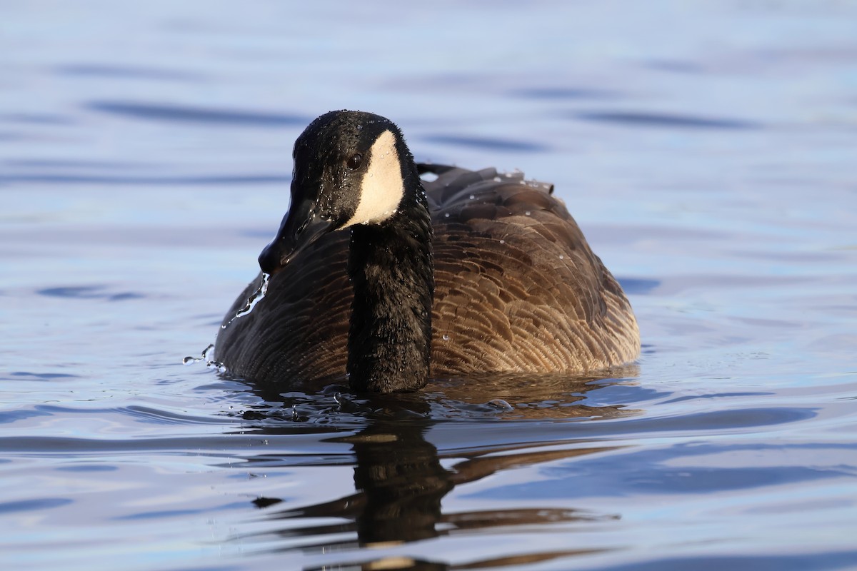 Kanadagans - ML646946904