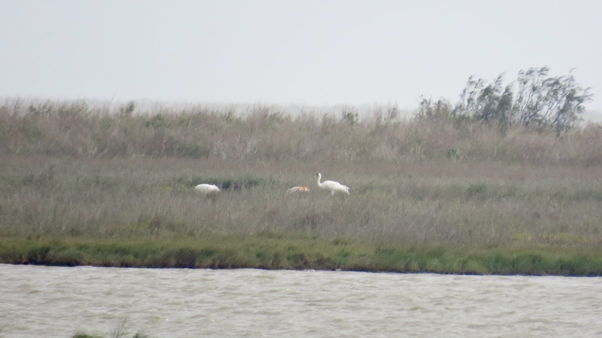 アメリカシロヅル - ML646946905