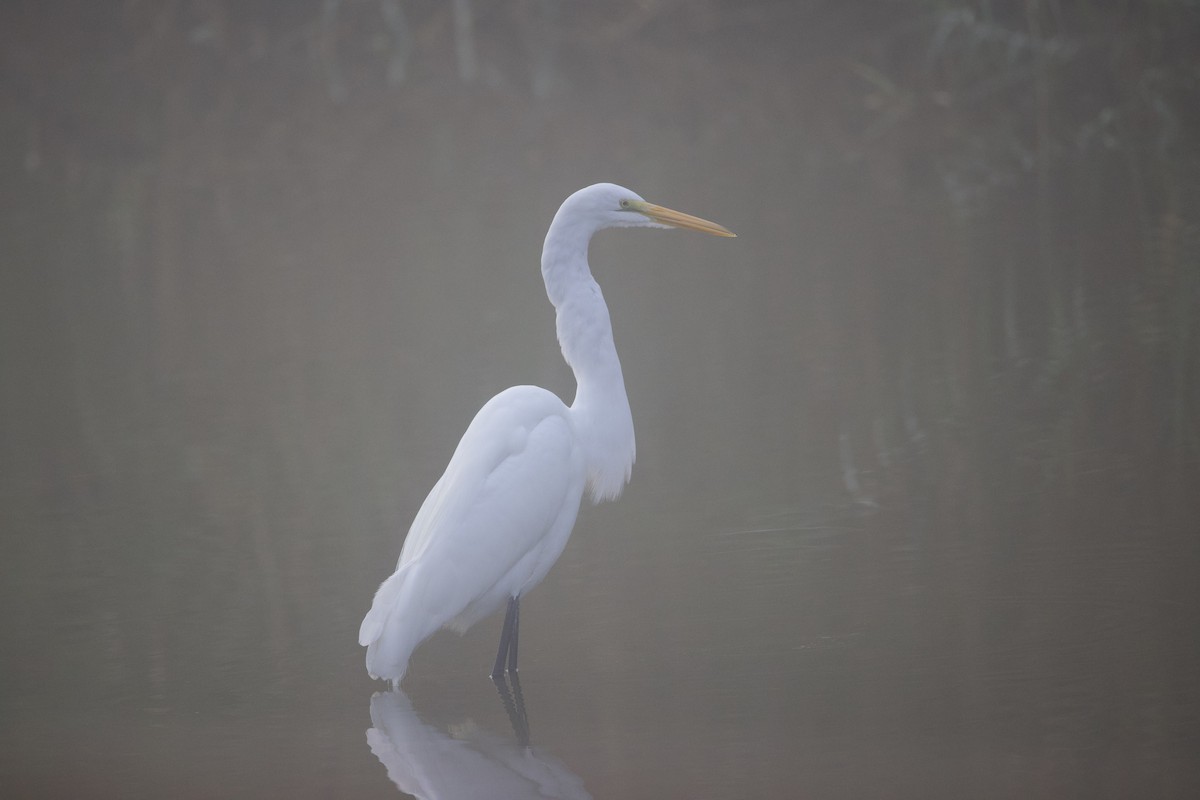 Great Egret - ML646946906