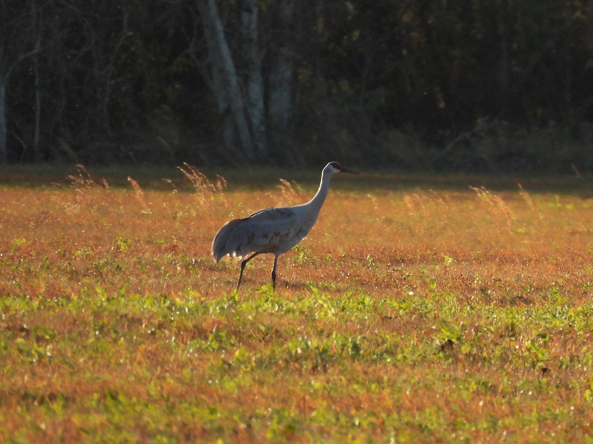 Sandhill Crane - ML646946908