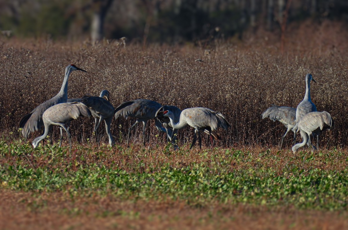 Sandhill Crane - ML646946909