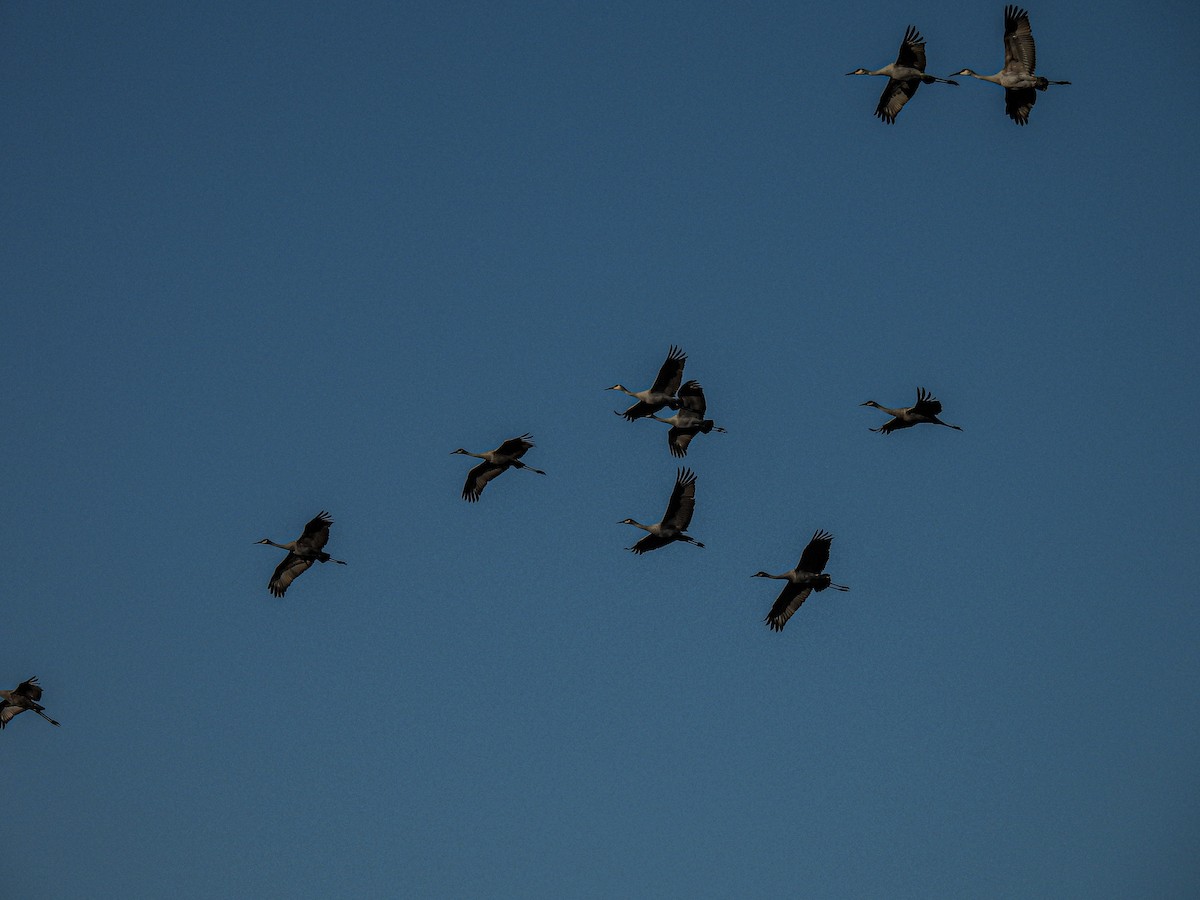 Sandhill Crane - ML646946910