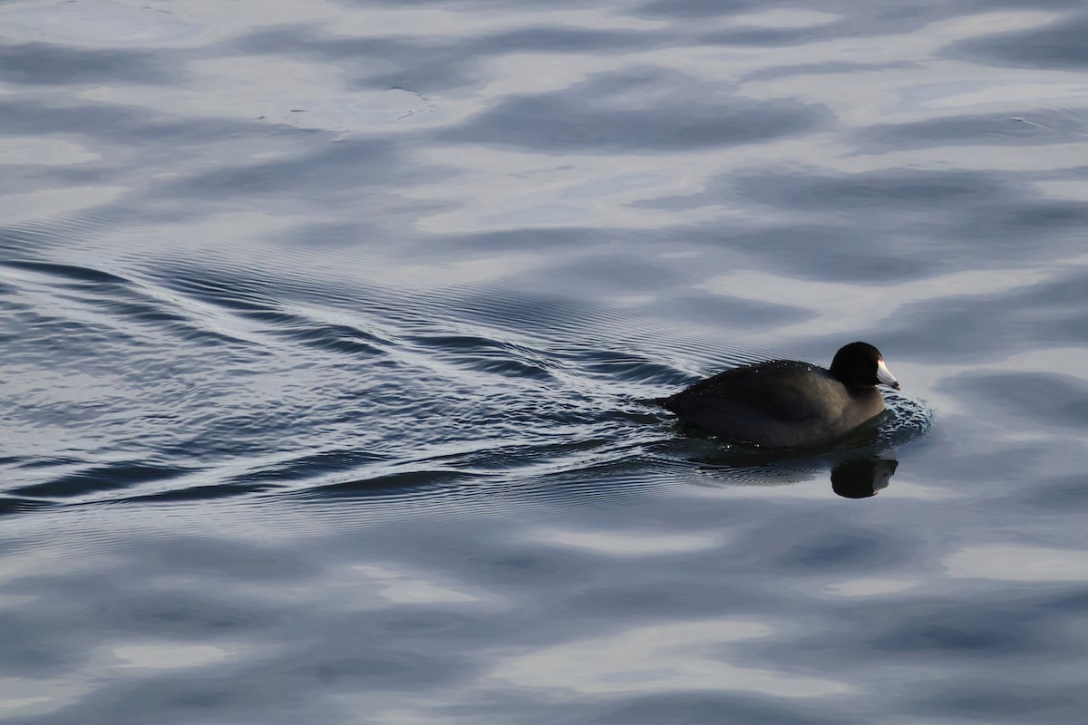 Indianerblässhuhn - ML646946911