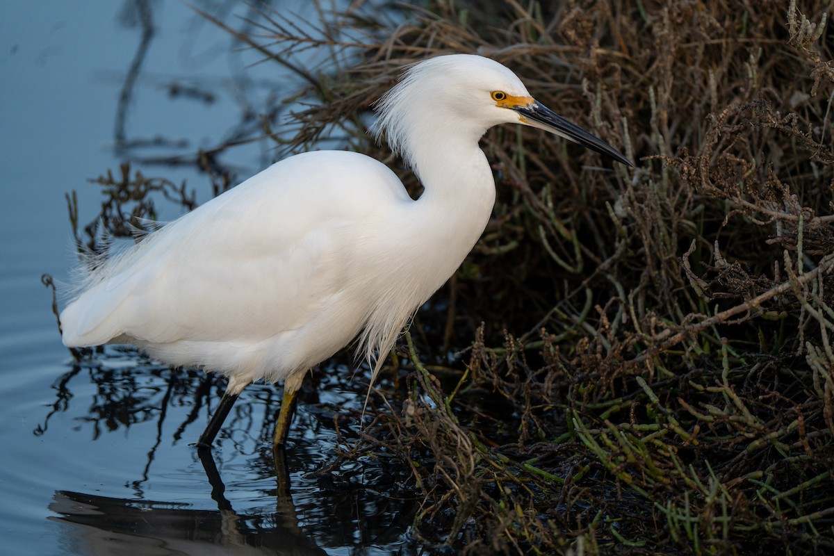 Snowy Egret - ML646946912