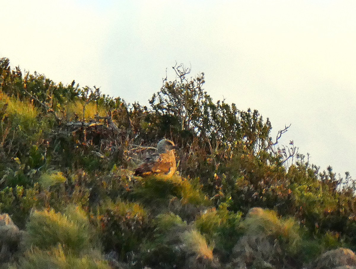 Brown Skua - ML646946913