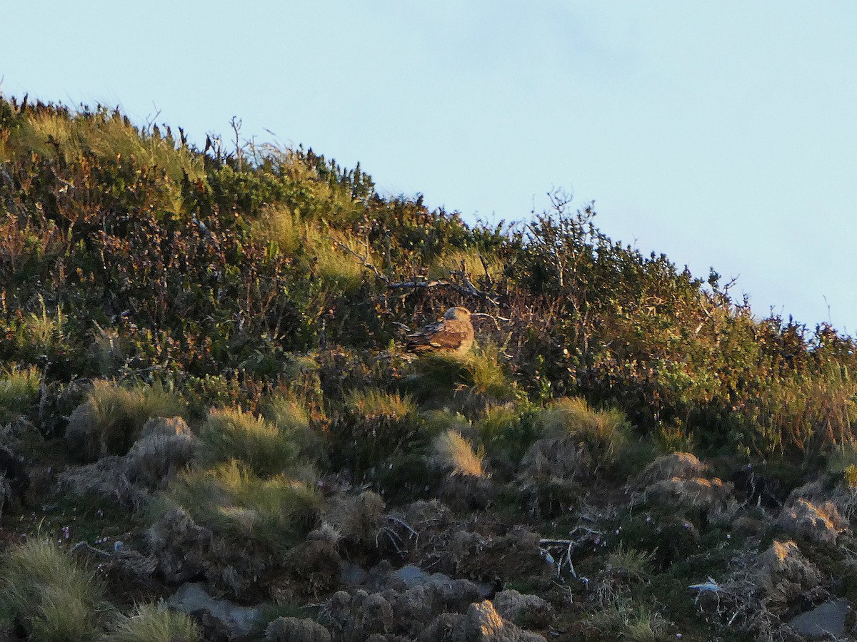 Brown Skua - ML646946914
