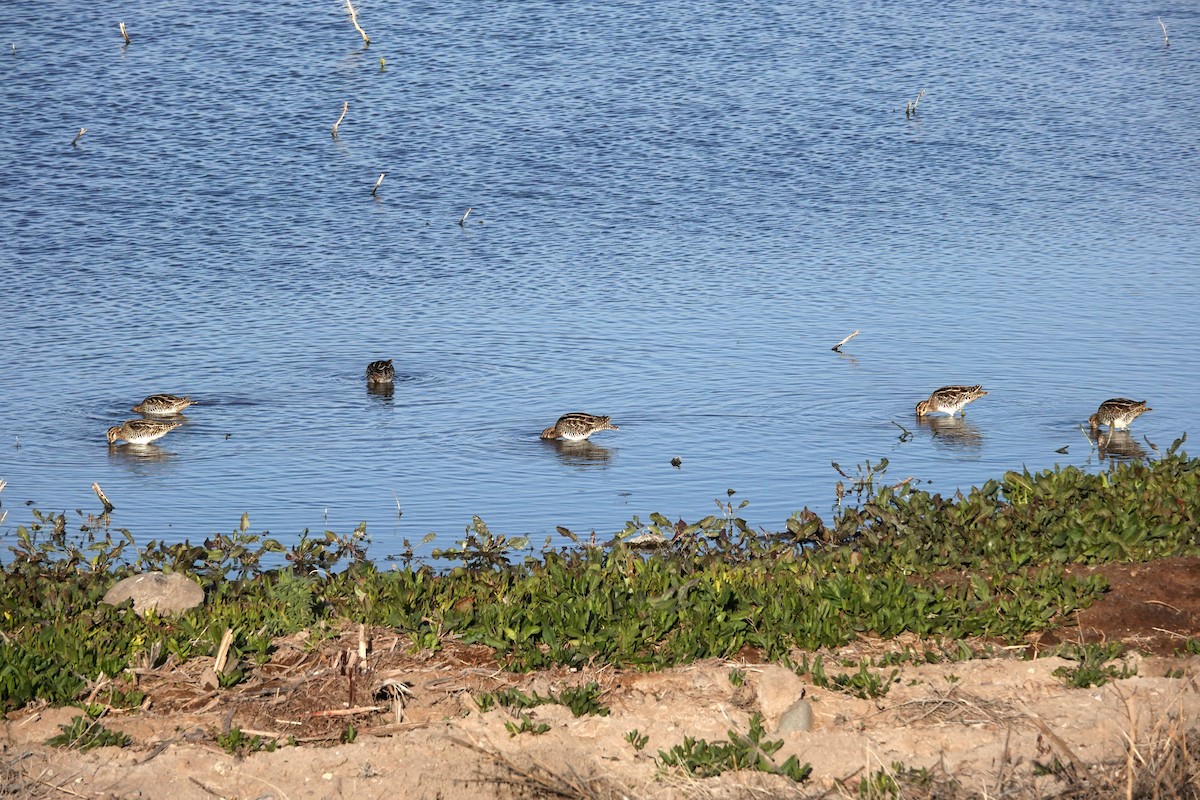 Wilsonbekassine - ML646946915