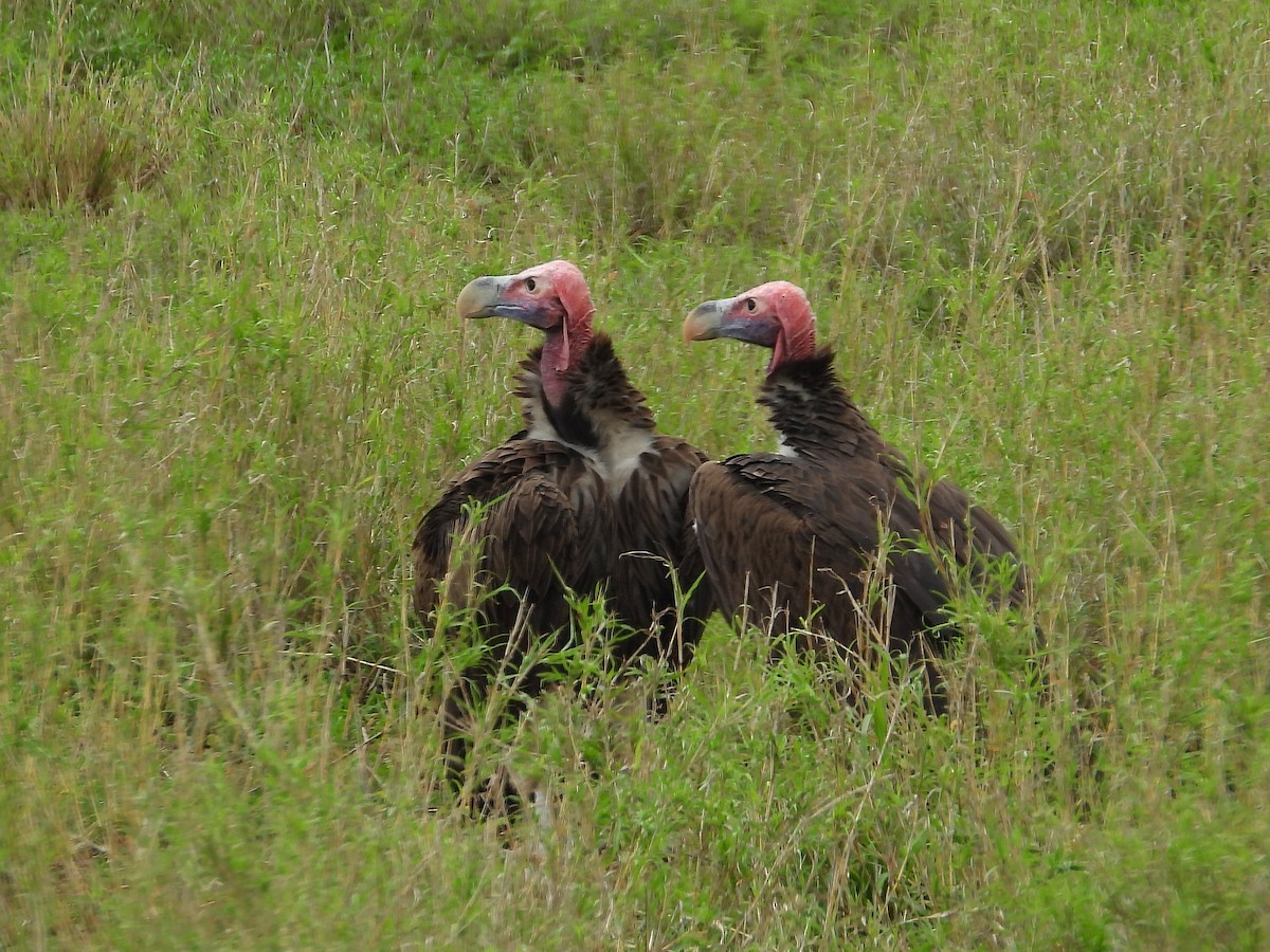 Lappet-faced Vulture - ML646946916
