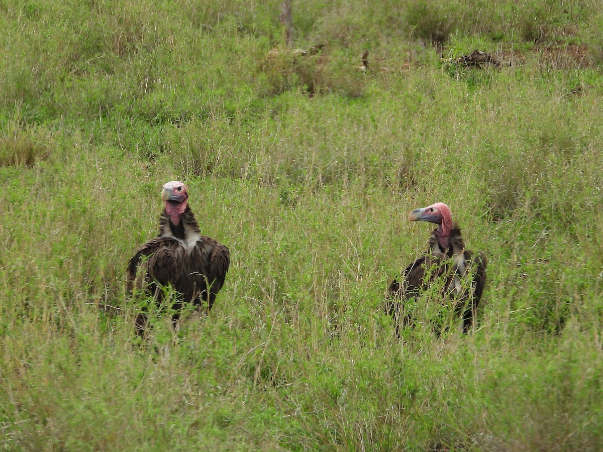 Lappet-faced Vulture - ML646946917