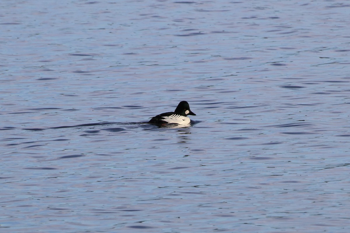 Schellente - ML646946919