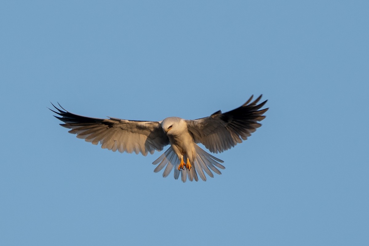 White-tailed Kite - ML646946921