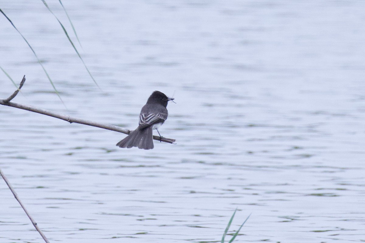 Black Phoebe - ML646946922